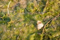 Shellfish river snail on grass Royalty Free Stock Photo
