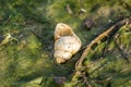 Shellfish river snail on grass Royalty Free Stock Photo