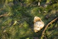 Shellfish river snail on grass Royalty Free Stock Photo