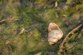 Shellfish river snail on grass Royalty Free Stock Photo