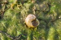 Shellfish river snail on grass Royalty Free Stock Photo