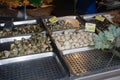 Shellfish for sale for in Fishmongers Royalty Free Stock Photo