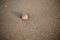 Beautiful Shellfish on the sandy beach with the morning sun