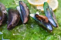 Shellfish Seafood green Mussel fresh ocean gourmet dinner with lemon and ice