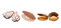 Shellfish in Seashells Set Royalty Free Stock Photo