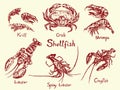 Shellfish set, krill, crab, shrimps, lobster, spiny lobster and crayfish