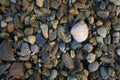 Shellfish and small rock on the beach. Royalty Free Stock Photo