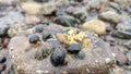 Shellfish stuck to a rock at the beach at low tide Royalty Free Stock Photo