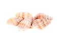 Shellfish studio shot isolation on white Royalty Free Stock Photo