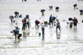 Shellfishers collecting bivalves in Galicia, Mariscadores