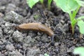 A shellless snail, slug eating young vegetables, sprouting radish in the spring in a vegetable garden.