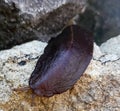 shellless snail (laevicaulis alte) on a rock Royalty Free Stock Photo