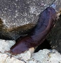 shellless snail (laevicaulis alte) on a rock Royalty Free Stock Photo