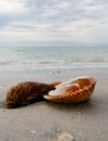 Shells Royalty Free Stock Photo