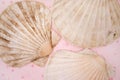Shells Royalty Free Stock Photo
