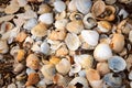 Shells