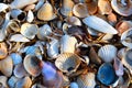 Shells