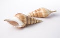 Shells Royalty Free Stock Photo