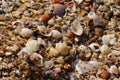 Various shells found between rocks Royalty Free Stock Photo