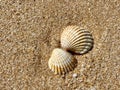 Shells along the sandy beach of Praia Da Gale in Algarve, south of Portugal