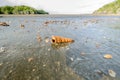 Shells that appear after dropping the sea.