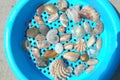 Shells in aqua beach sand sifter in sun Royalty Free Stock Photo