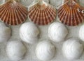 Shells background Royalty Free Stock Photo