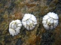 Shells of Balanus balanus barnacle