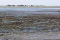 Shells bank in dutch Wadden Sea near Ameland Royalty Free Stock Photo