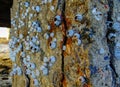Shells of barnacles Balanus sp. on concrete piles of a bridge near the shore Royalty Free Stock Photo