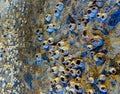 Shells of barnacles Balanus sp. on concrete piles of a bridge near the shore Royalty Free Stock Photo