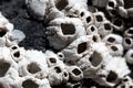 Shells of barnacles on a black rock Royalty Free Stock Photo