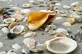 Shells on the Beach Royalty Free Stock Photo