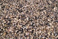 Sea shells and pebbles at the beach Royalty Free Stock Photo