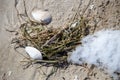 Shells on the beach with algae and snow