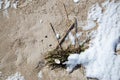 Shells on the beach with algae and snow