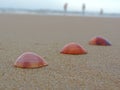 Shells on the beach - Indian beach vacation - Goa tourism Royalty Free Stock Photo