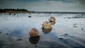 Shells on the beach Royalty Free Stock Photo