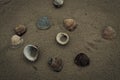 Shells on the beach Royalty Free Stock Photo