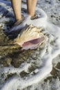 Shells on the beach. Foots in water Royalty Free Stock Photo