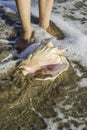 Shells on the beach. Foots in water Royalty Free Stock Photo