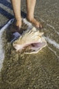 Shells on the beach. Foots in water Royalty Free Stock Photo