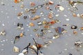 Shells on the beach at Sanibel Island Florida Royalty Free Stock Photo