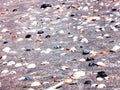 Shells at beach