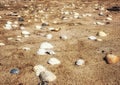 Shells at beach Royalty Free Stock Photo