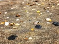 Shells at beach