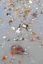 Shells on the beach at Sanibel Island Florida vertical Royalty Free Stock Photo