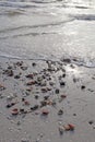 Shells on the beach at Sanibel Island Florida vertical Royalty Free Stock Photo