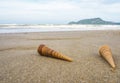 Shells on the beach