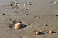 Shells on the beach Royalty Free Stock Photo